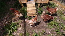 Load image into Gallery viewer, Chicken coop: "Eggton Abbey"
