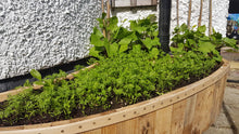 Load image into Gallery viewer, Planter - "Quandry"